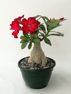 Adenium 20